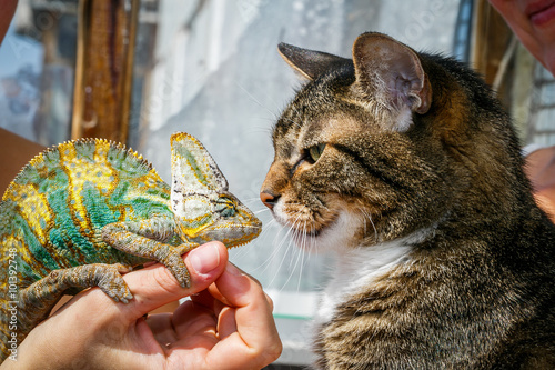 Portrait of a domestic  cat close up with a chameleon