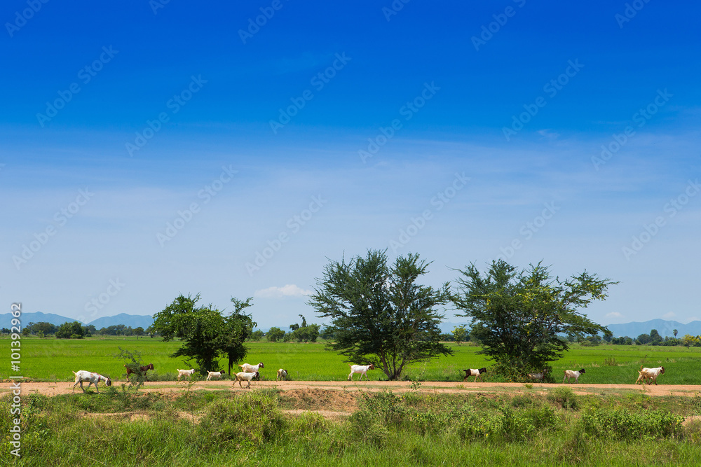Fototapeta premium Goats