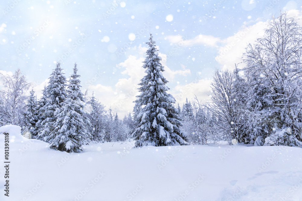 Spruce forest in winter. Winter landscape