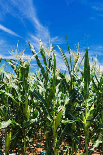 Corn field against cloudy sky