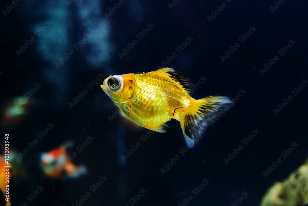 Fototapeta premium Goldfish in aquarium with green plants
