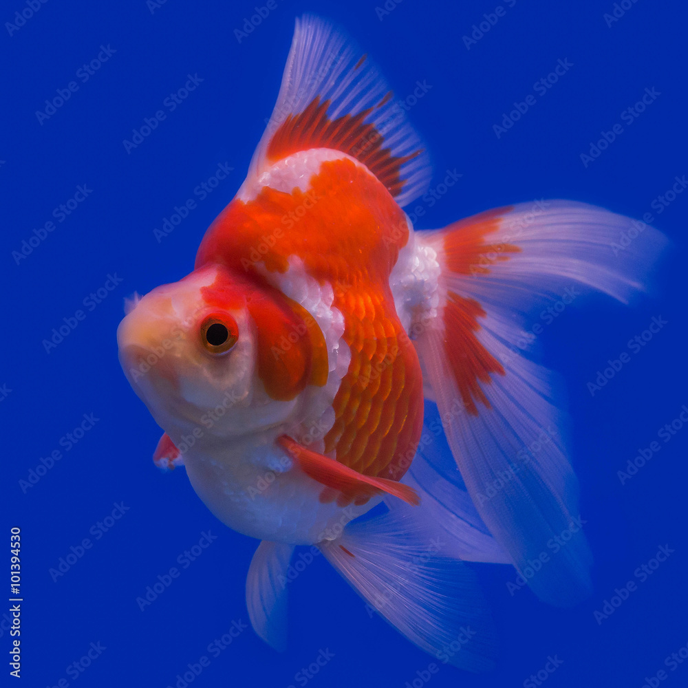 Gold Fish