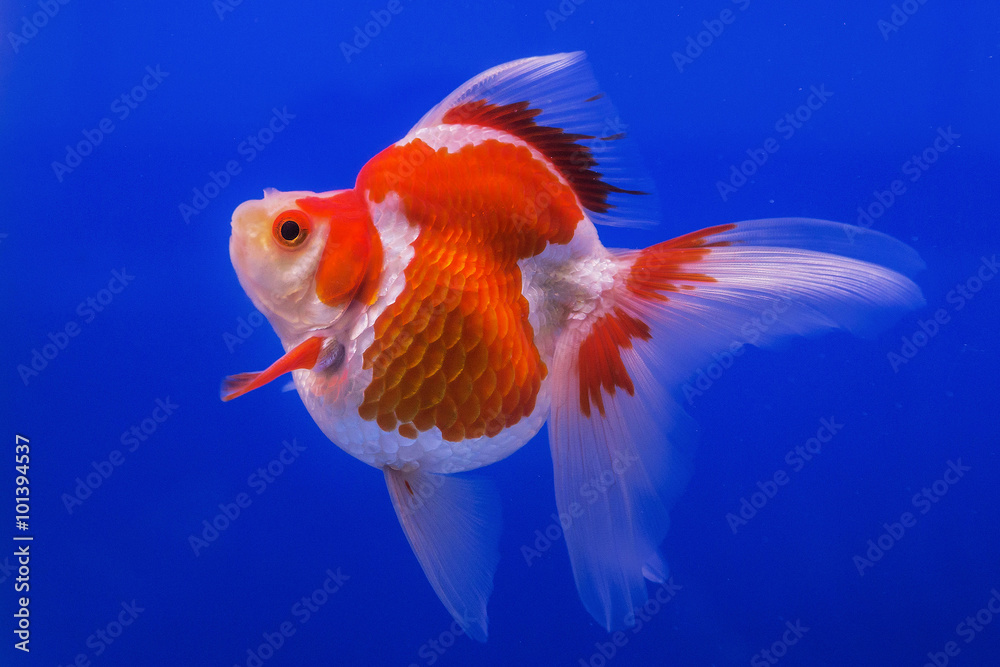 Beautiful goldfish Beautiful goldfish