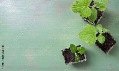 tomato and cucumber seedling
