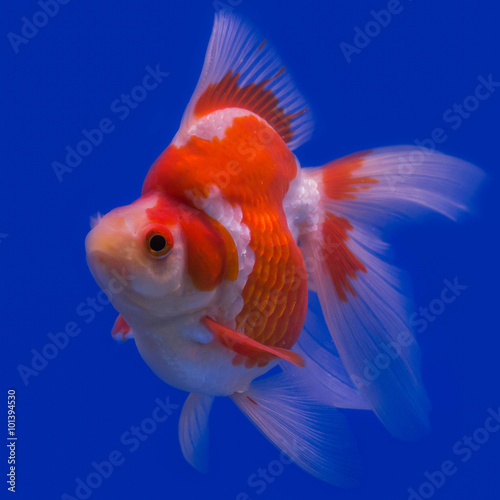 Gold Fish © subinpumsom