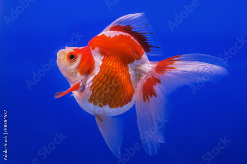 Beautiful goldfish © subinpumsom