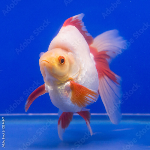 Goldfish in aquarium with green plants © subinpumsom