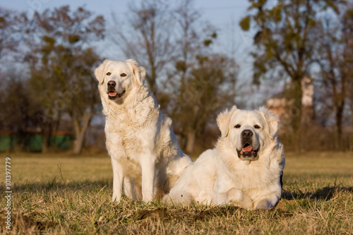 Spring portrait of two white dogs on meadow
