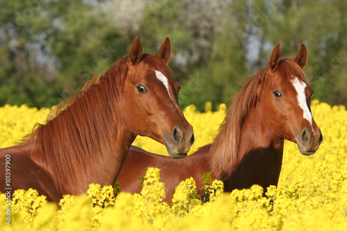 Spring portrait of two sorrel horses on colza field