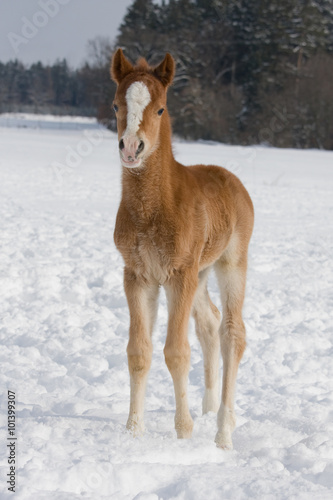  Sweet foal standing on snowy meadow