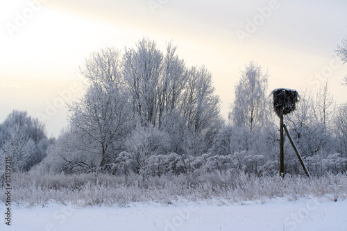 Winter forest covered with snow andh stork nest photo