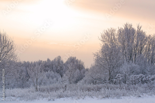 Winter forest covered with snow