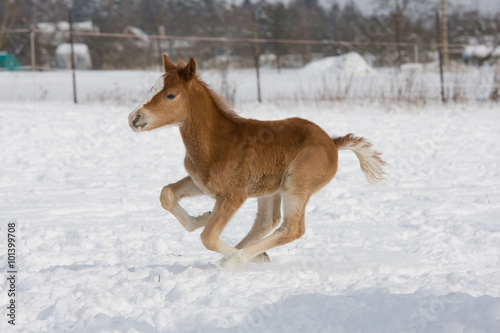 Portrait of running sweet foal