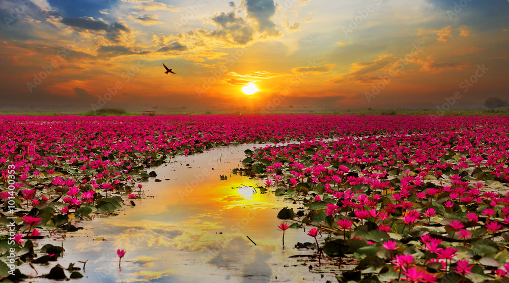 Sunshine rising lotus flower in Thailand - obrazy, fototapety, plakaty 