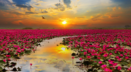 Papier peint photo Fleur de lotus Lotus au soleil levant en Thaïlande  © subinpumsom