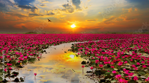 Sunshine rising lotus flower in Thailand