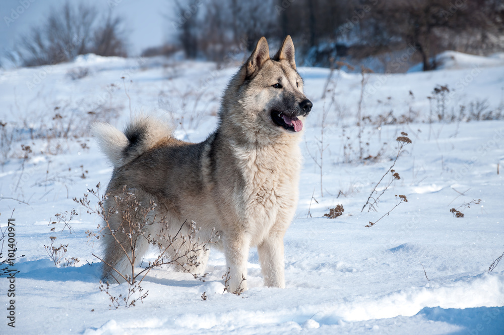 Naklejka premium hunting Laika dog walking in the snow