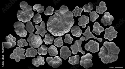 Several planctonic foraminifera