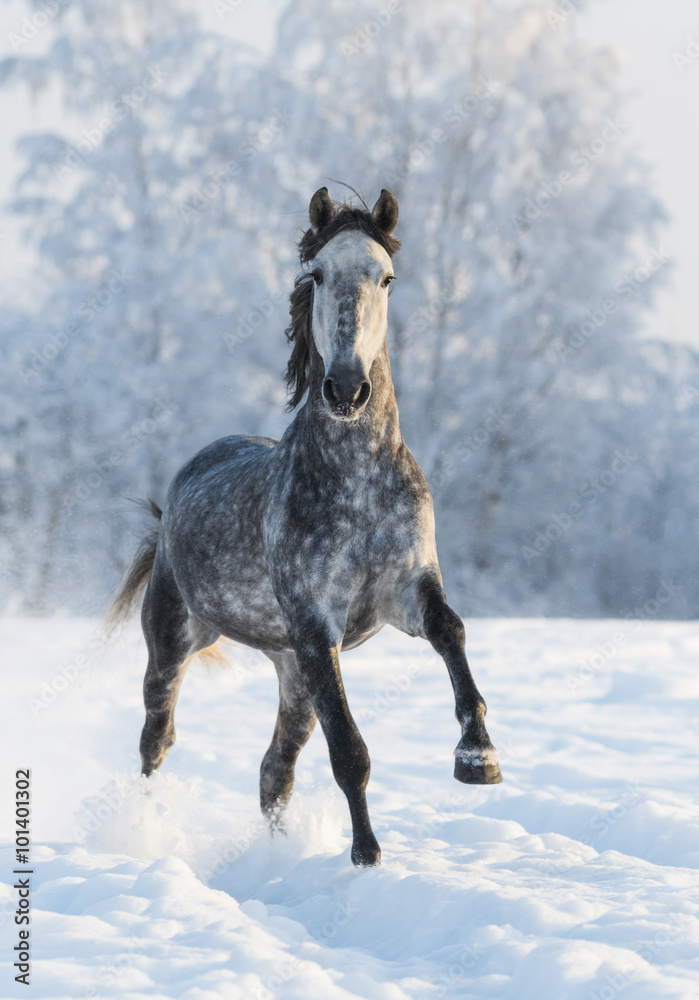 Fototapeta premium Grey horse run gallop in winter