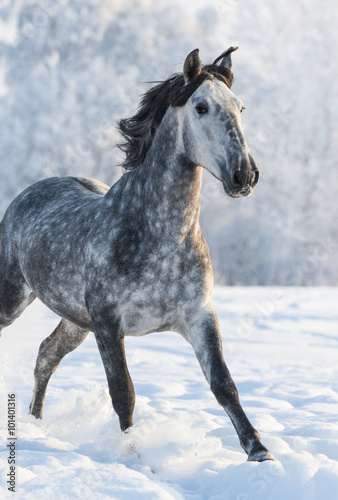 Grey purebred Spanish horse run gallop in winter