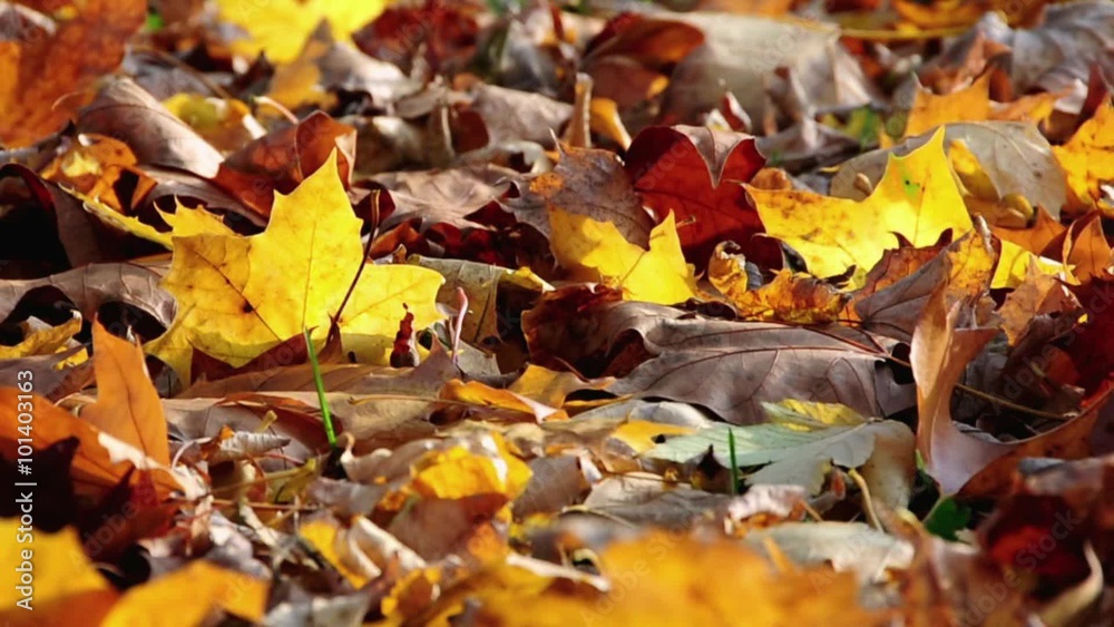 Herbstlaub Cinemagramm, 8 sec, für Loop Herbstlaub Cinemagramm, 8 sec, für Loop
