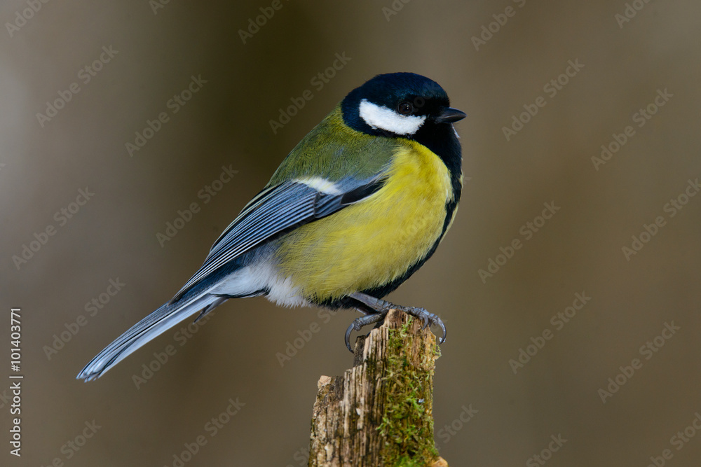 Great tit on a branch