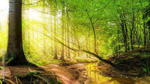 Wald mit Bach und Sonne
