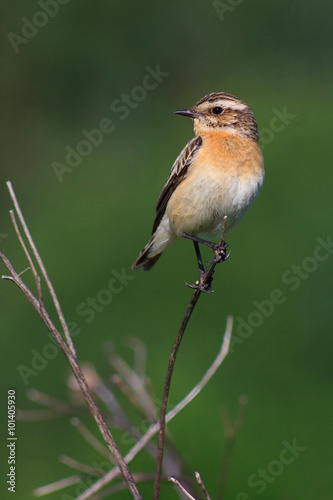 female whinchat