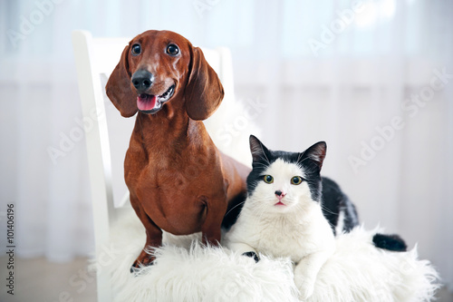 Fototapeta Naklejka Na Ścianę i Meble -  Beautiful cat and dachshund dog on chair, indoor