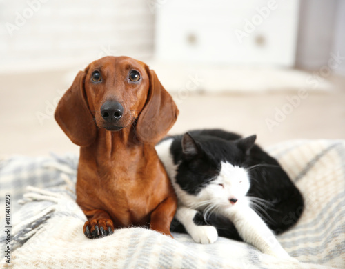 Beautiful cat and dachshund dog on plaid