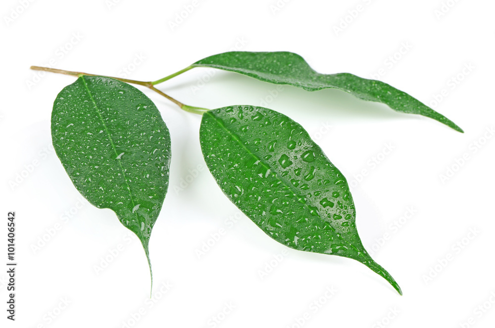 Green leaf with water drops isolated on white Green leaf with water drops isolated on white