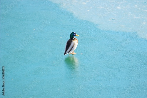 Mallard posing on icy lake 