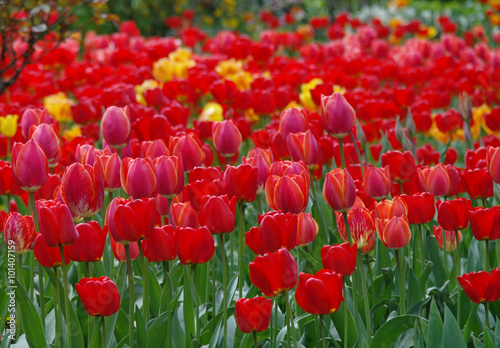 Beautiful spring flowers. colorful tulips. Floral Background.