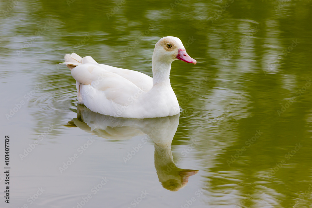 Ducks Ducks