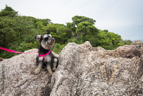 Miniature schnauzer hiking over the mountain with owner