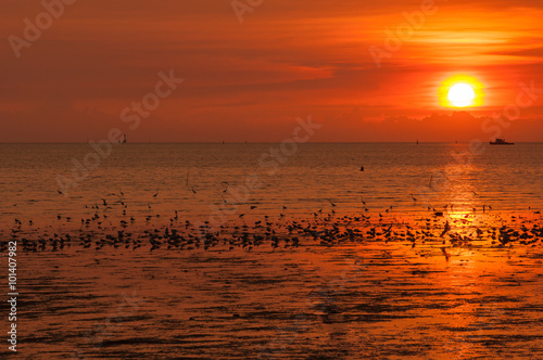 Boat and seagull at sunset time on the beach of Thailand
