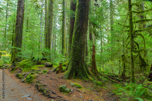 Rain Forest in Oregon © aiisha