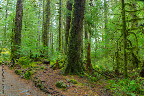 Rain Forest in Oregon