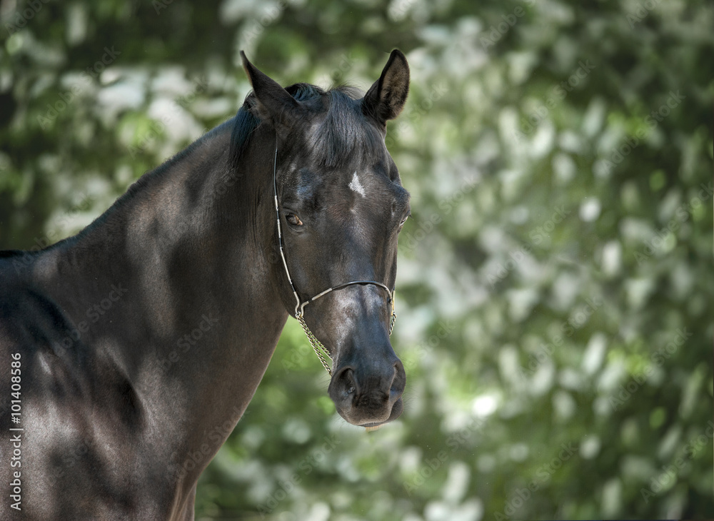 black horse portrait on green background black horse portrait on green background
