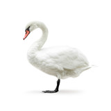 white swan isolated on white in high key