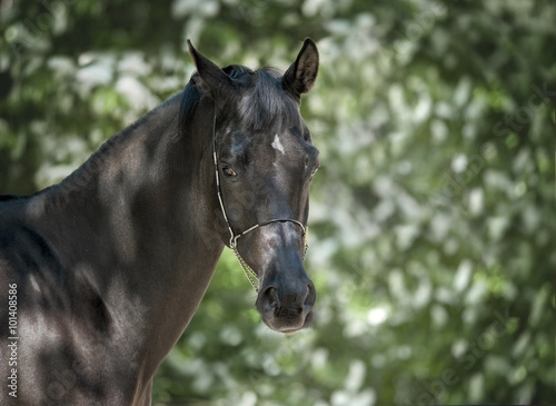 black horse portrait on green background © Olga Itina