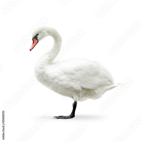 white swan isolated on white in high key