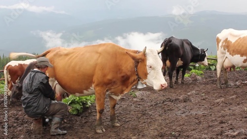 woman milking a cow by hand on a farm, Carpathians, Ukraine