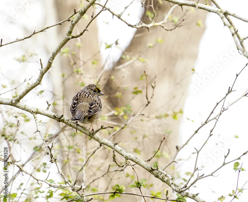 White Crowned Sparrow perches on a branch in a tree with young leaves in spring.