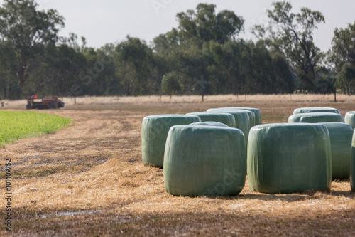 Baleage - Round hay bales wrapped in plastic photo