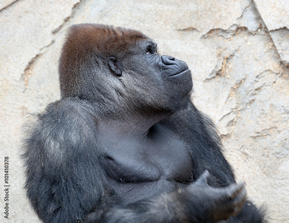 Fototapeta premium big silverback gorilla