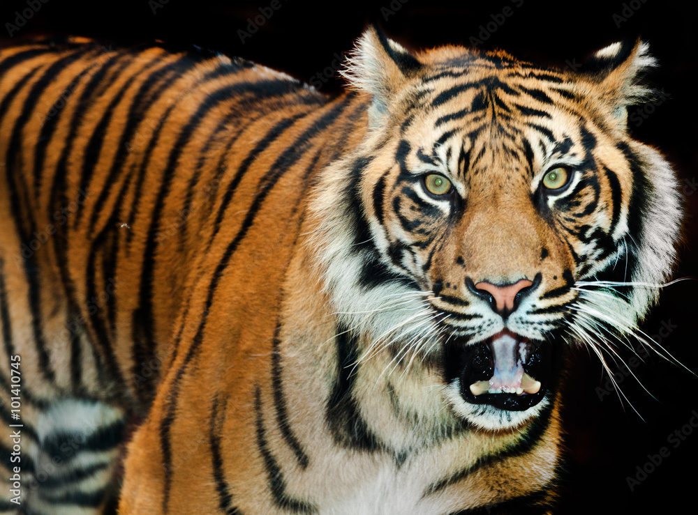 Naklejka premium Sumatran tiger