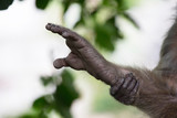 サルの手と足
