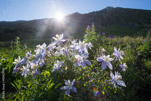 Bild auf Leinwand columbine flowers