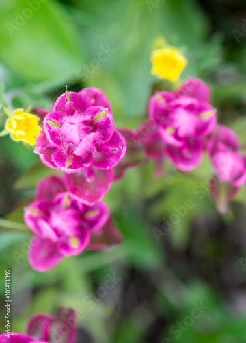 colorado flowers